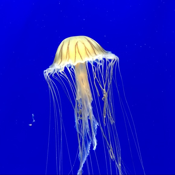 Meet your Posher, Toni - Picture 4 of 8